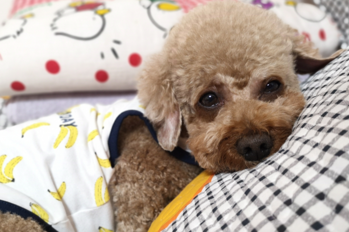 家里泰迪屁股上掉毛是怎么回事？