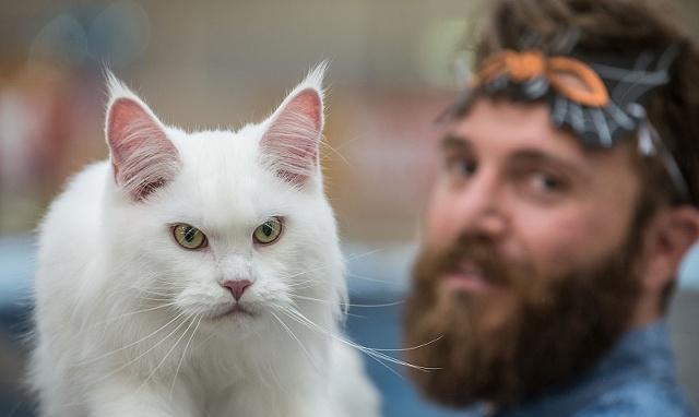 捡了流浪猫，家里的原住居民不高兴怎么办