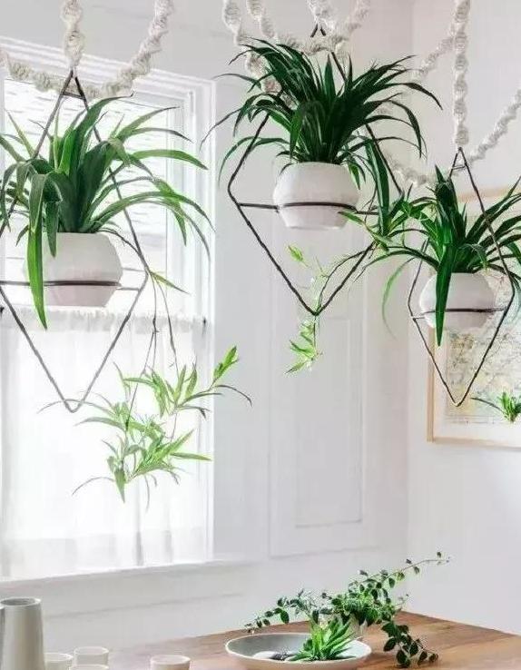 【】新家装修摆放植物：夏季盆栽此4种，净化空气除甲醛、去异味