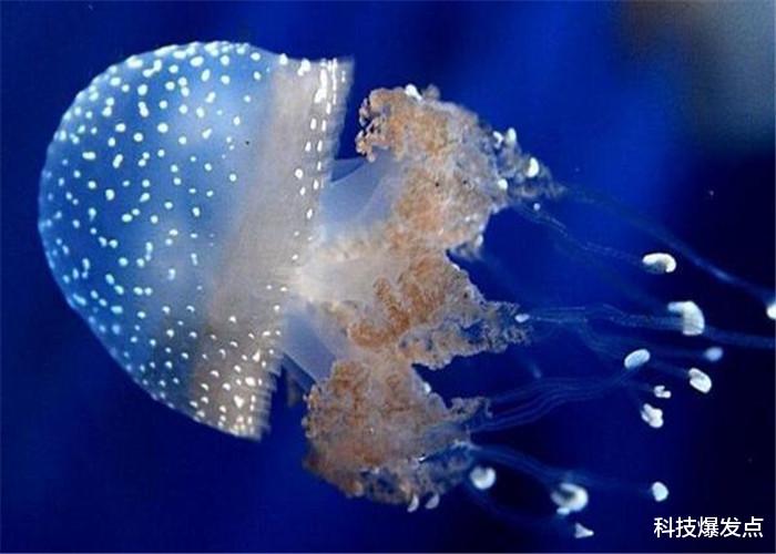 水母■它被误以为有“超能力”，袭击人类核电站，它的能力超出想象！