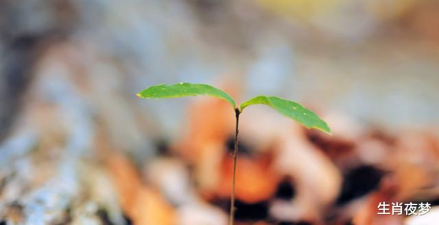 生肖|8月，爱得痴迷，恋得真心，3生肖留恋着，幻想着，希望破镜重圆