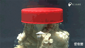 章鱼|章鱼不是地球“本地鱼”？多个研究表明，它们可能来自外星