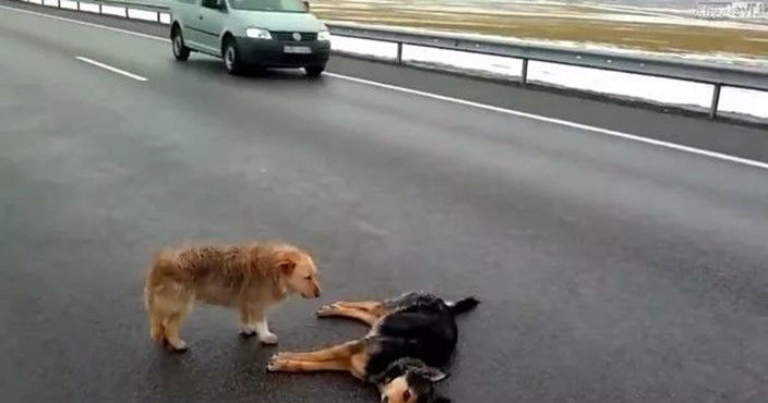 意外遭遇车祸，伙伴不顾危险守护在侧，只为陪狗子走最后一程