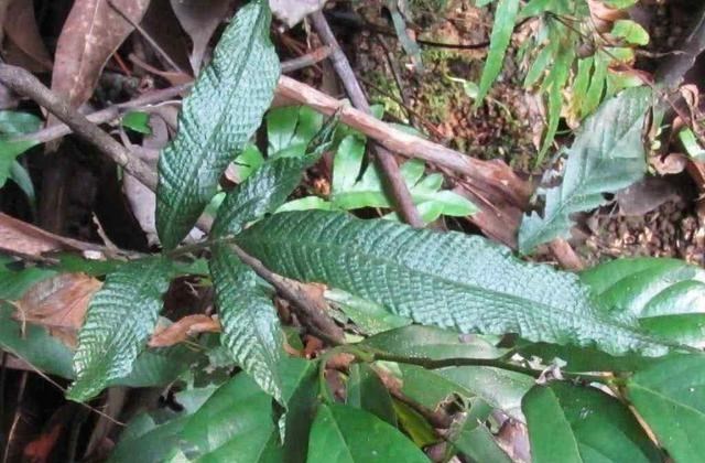 星月菩提|它是蛇毒克星，有三片叶子但不是三叶青，蛇见了会绕道走：请收藏