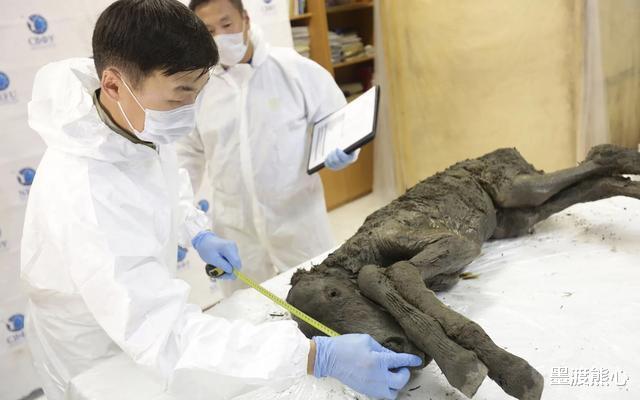 猛犸象▲俄罗斯挖出4万年前冰冻野马，体内还有血和尿液，专家试图将其复活
