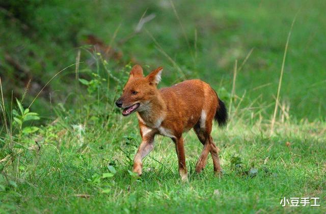 野猪|小时候常听的神秘豺狗,到底是什么动物,你被大人用豺狗吓唬过吗