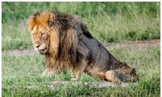 豪猪|宁夏发现球型猛兽，体重二十斤不过斗大，能够杀狮害豹异常凶猛