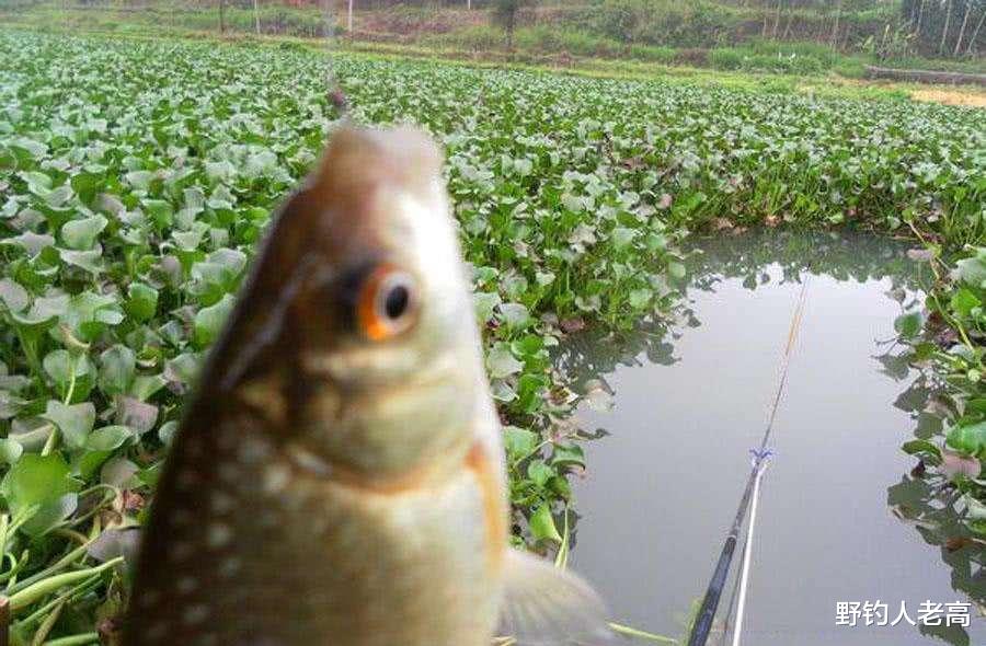 池塘|钓鱼：农村池塘里小鱼闹窝，这些经得起实战的方法，值得一试！