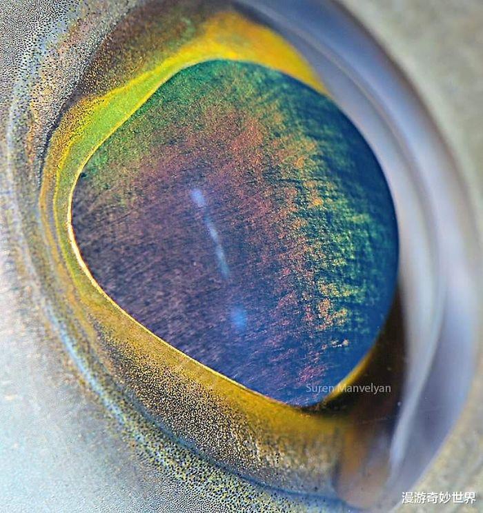 骆驼|28张你没见过的动物眼睛特写照，涨姿势了！