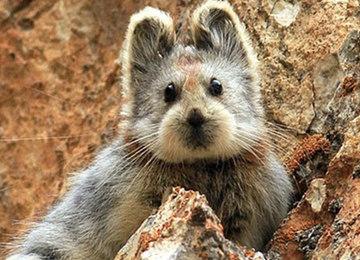 新疆维吾尔自治区|地球危险了？新疆出现消失20年的生物，学者：我们应该重视起来了