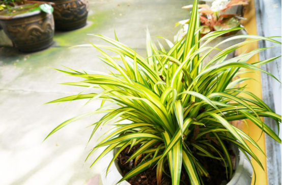 专家指出：除醛千万别选错法，很容易给家人健康带来威胁！