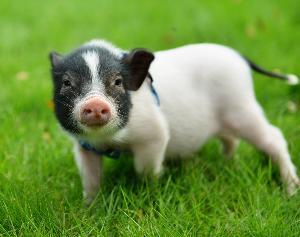 养宠物就选小香猪：收获到了乐趣，也收获到了食物