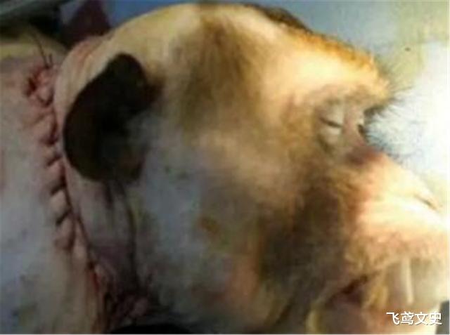医生|全球第一只“换头”成功的猴子，手术18小时花七千万，如今怎样
