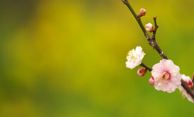 「生肖」6月开始事业顺风顺水，苦尽甘来，吃香喝辣的3生肖，迈向人生巅峰