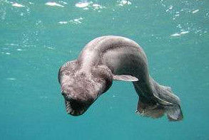 水底奥秘|海底1万米有多恐怖,在8200米的深度,已经没有鱼类生存了