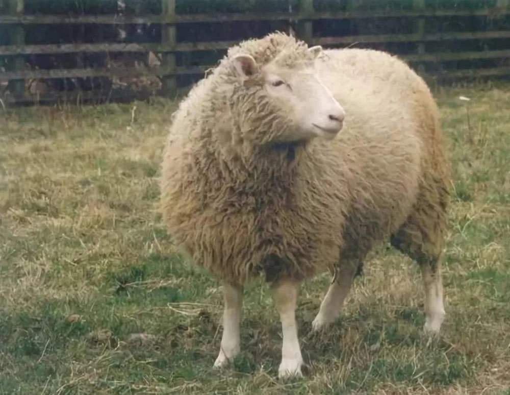 『』为何现在很少有人再提克隆了? 看看克隆羊多莉的下场