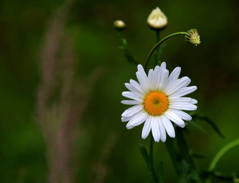 【生肖】六月底，缘分和桃花日益上涨，真爱满满，此生一路同行的四大生肖