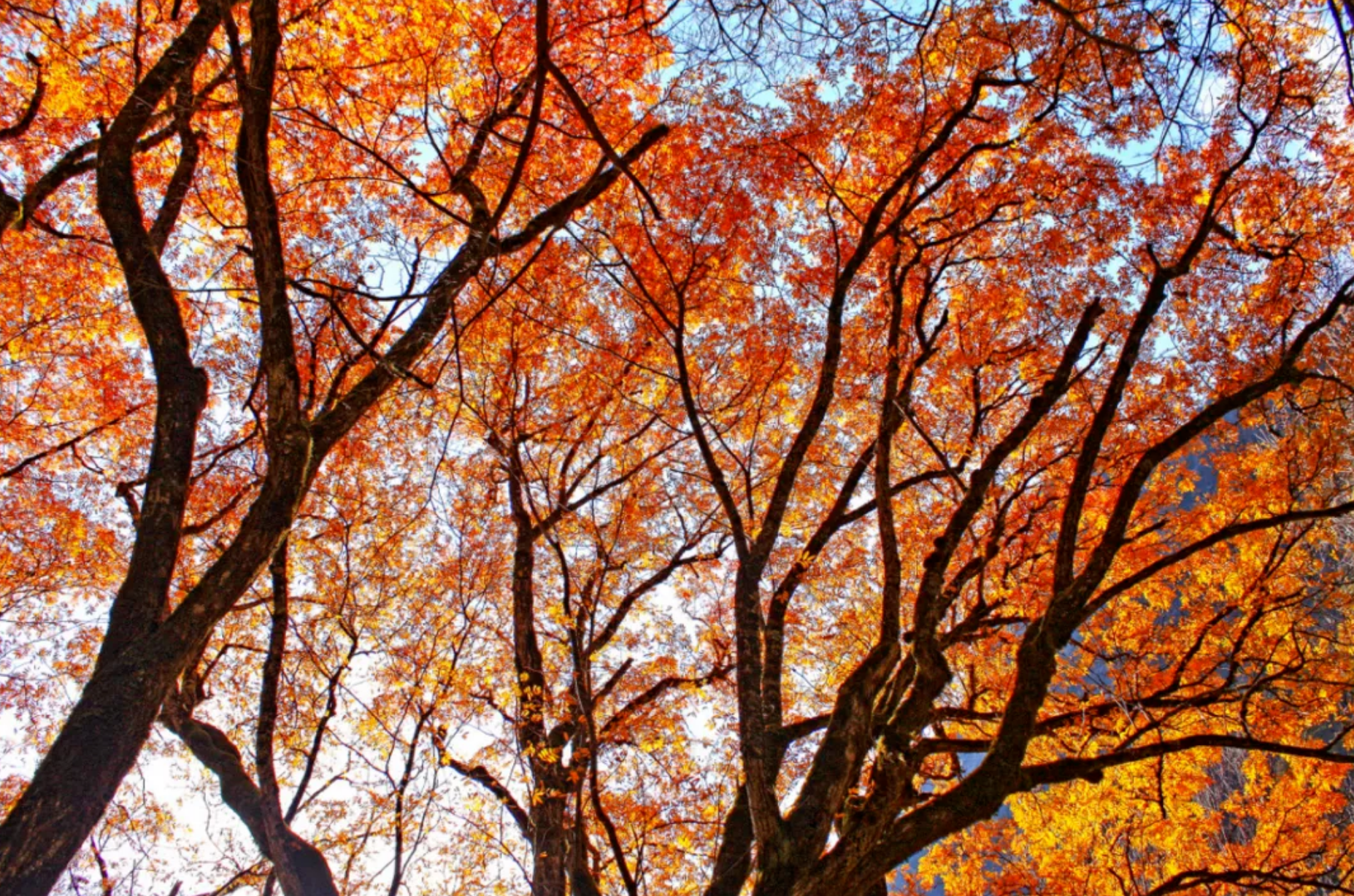 |川西藏了个“小九寨”：三沟九海十四景，金秋十月红满天！