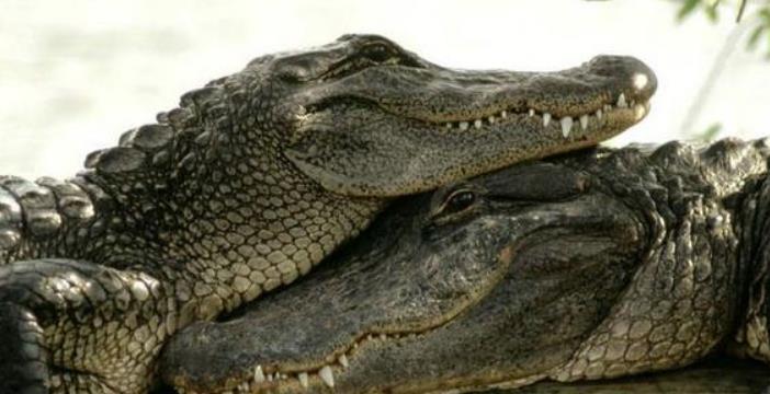 夏朝：夏朝“养龙专家”刘累，相传他养了2条龙，他养的到底是什么？