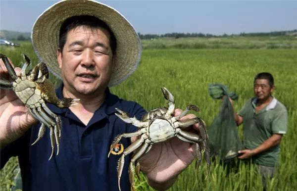 毛乌素沙漠：这块不毛之地，快被中国人消灭了