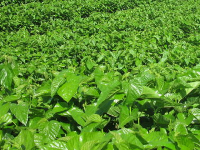 「血糖」糖尿病患者,再穷也得吃“它”,稳定血糖堪比药!