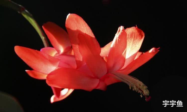 生肖|9月开始财运蒸蒸日上,迎来曙光,事业扬眉吐气的四大生肖