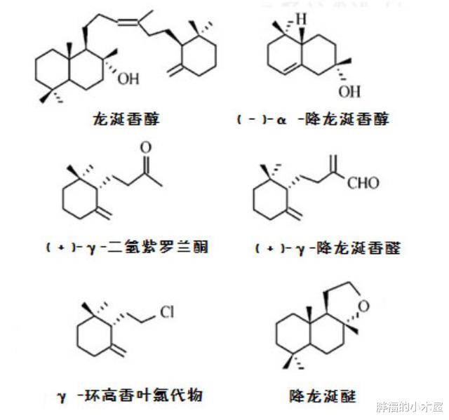 【抹香鲸】鲸鱼的排泄量巨大，为何它们的粪便价值却远超黄金