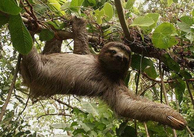 [树懒]世界上行动最缓慢的动物，乌龟都比它快，却始终没毁灭