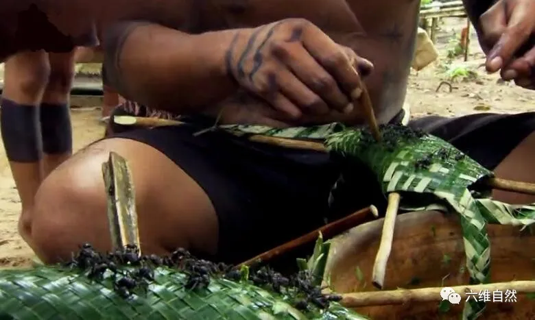 「亚马孙热带雨林」子弹蚁是毒性最强蚂蚁，却害怕两种生物，驼背蝇和土著部落成人礼