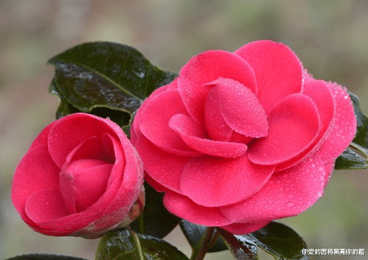 [属牛]进入7月，4属相大发横财，运势增长，富贵多金，生活幸福美满