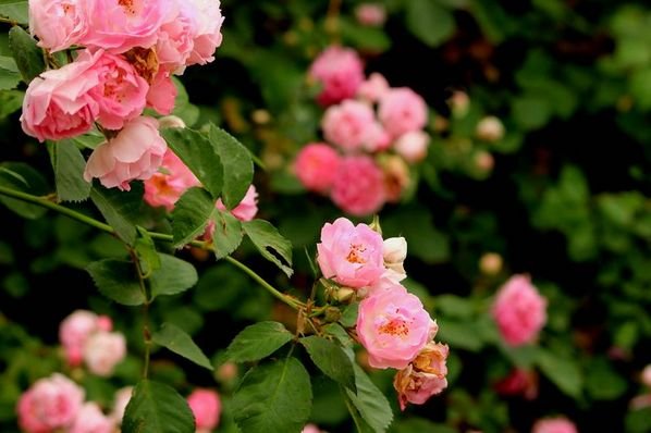 生肖|2020到2023年好运连连，财气旺盛，出门必捡钱的3大生肖！