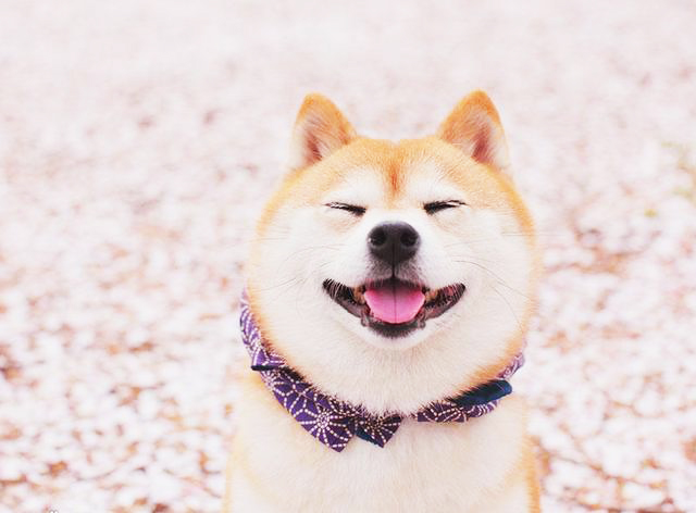 具有最“神经质”的10钟狗，没有想到的是，智商第一又上榜了