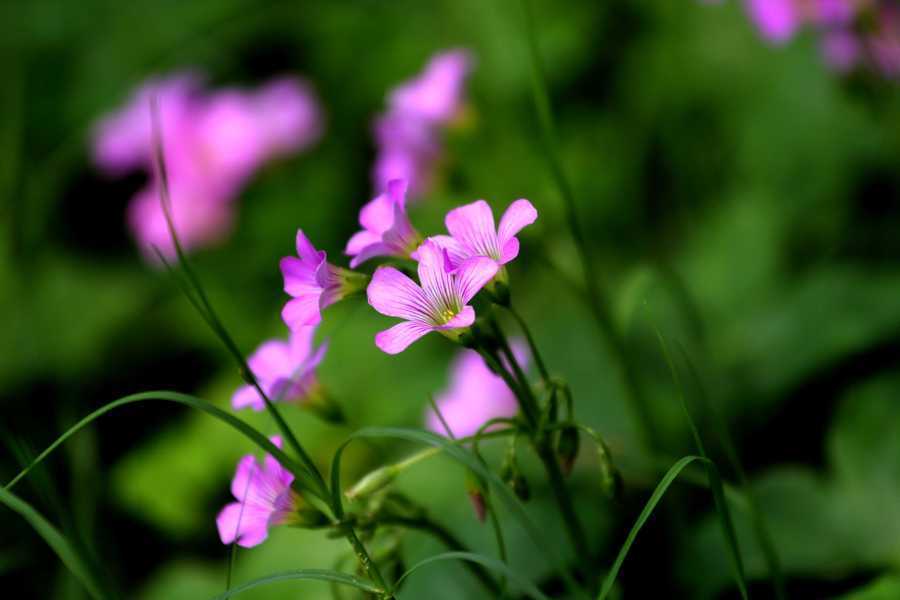 双子座|有几个星座生来骄傲，先天优秀，冲破阻碍成就自我