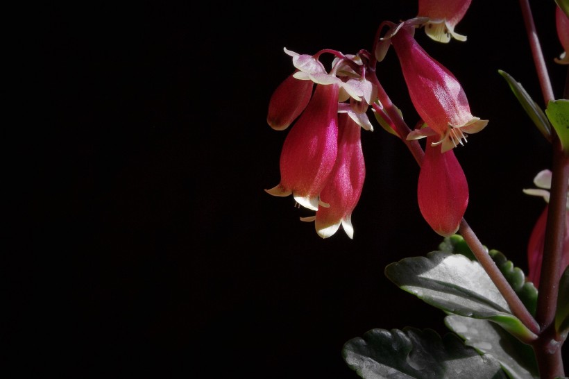 生肖▲7月份期间，旧爱意外现身，执着爱情，有望再续前缘的四大生肖