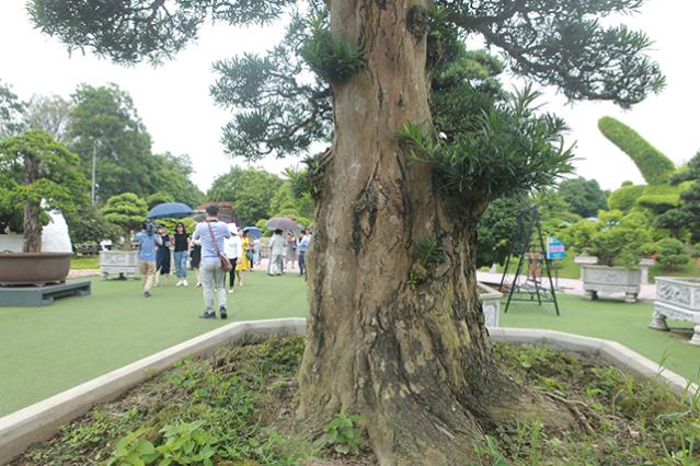 睹图|?男子花30万买回3棵古树，如今有人出120万买一棵不舍得卖