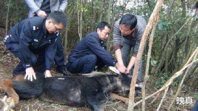 顺丰速运|浙江大爷发现一只“四不像”，专家到场，要求立即封村