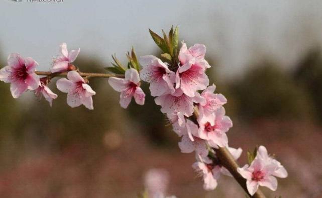 生肖|10至11月份,3生肖人生苦尽甘来,机会多财运顺,日子旺发紫!