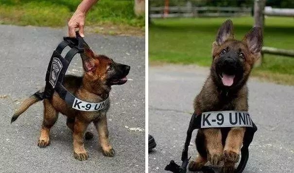第一天上班的小警犬，紧紧的抱住警员，网友：这也太萌了吧