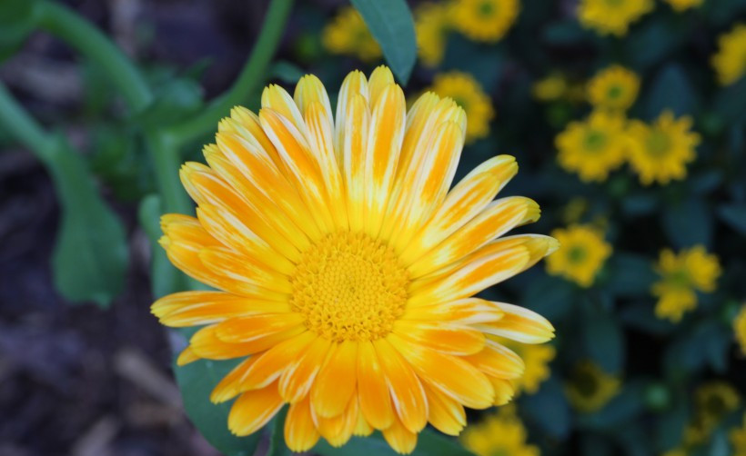 生肖|10月，月老牵姻缘线，命中红鸾星涌动，喜结良缘上上签的四大生肖