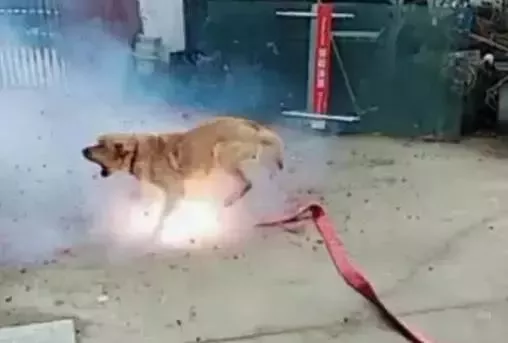 为了取乐，几个孩子竟将点燃的炮竹塞到了流浪狗的嘴里！