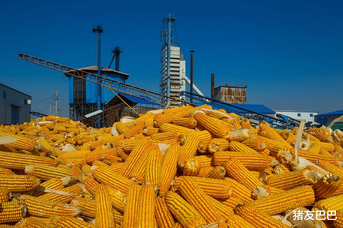 生猪价格 最新粮价、猪价:1月15日,今天猪价、玉米、小麦最新调整价格!