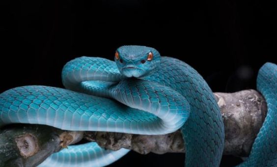 「」为什么人类天生就怕蛇?是蛇跟人类有世仇?