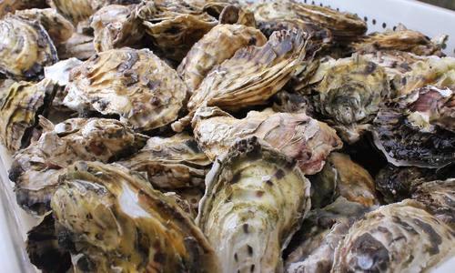 【】长相明明一模一样，为啥一个叫生蚝一个叫牡蛎？原来有这种区别