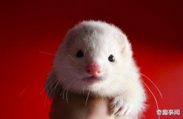 #雪貂#发情期不交配就会死，雪貂为了延续族群究竟有多拼？