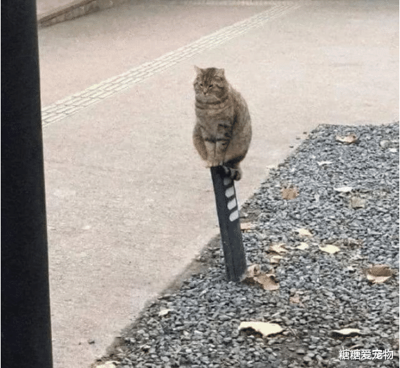 猫咪蹲路边思考猫生，结果却被网友们玩坏了，猫：呵，人类啊