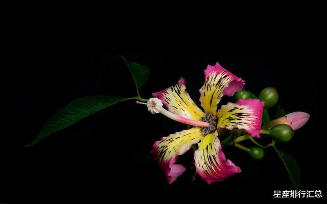 生肖|这3个星座心胸宽广，有着良好口碑，易受人待见