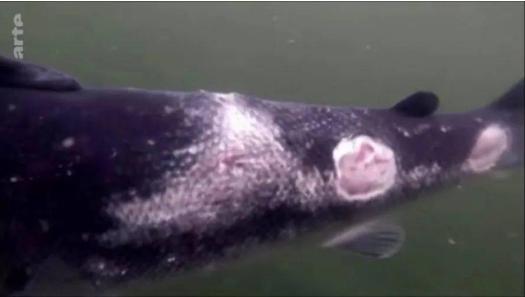 「三文鱼」粪水池里的三文鱼,却成为餐桌上的美味
