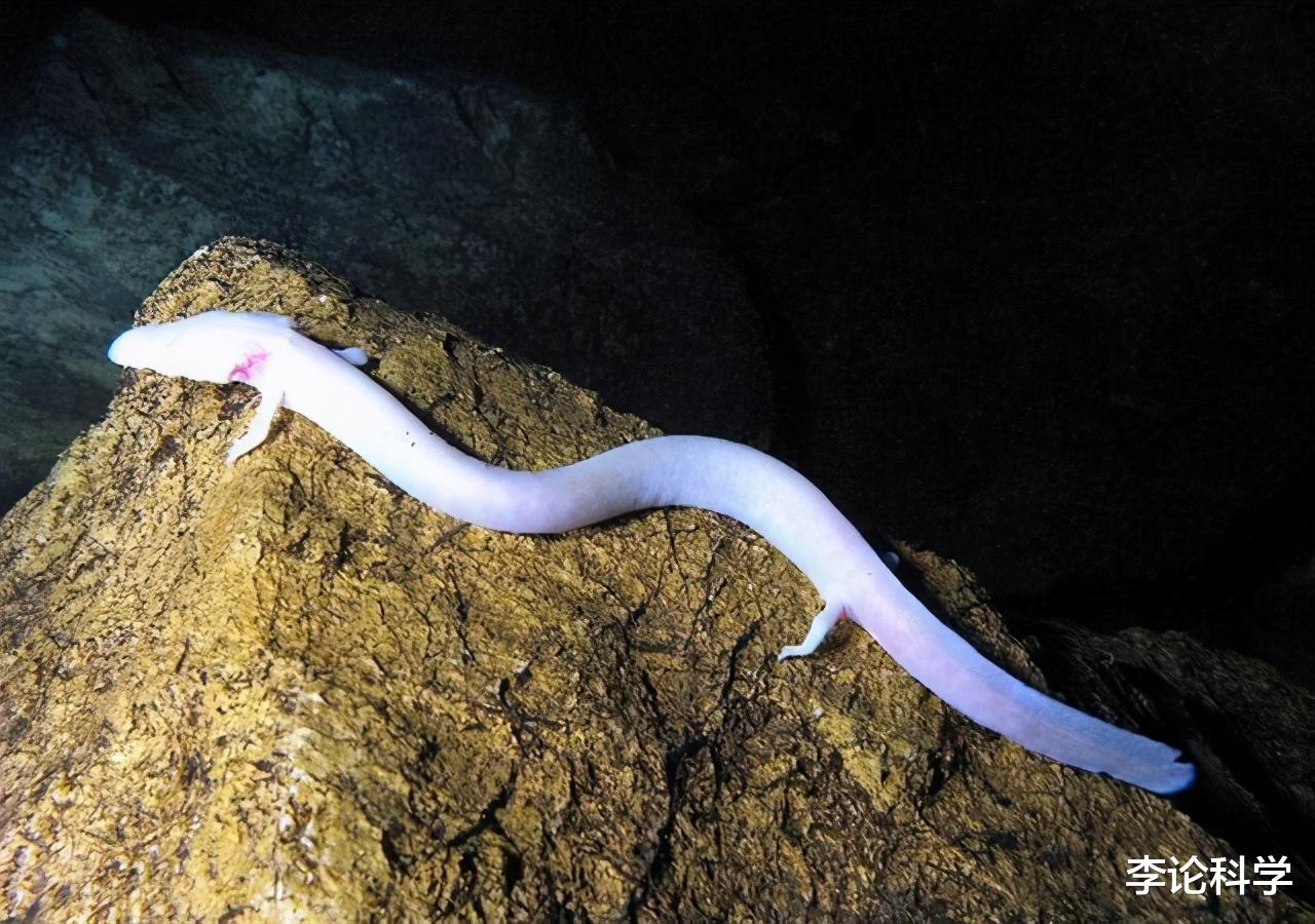 生物学家|最像龙的生物，7年不动不吃，12年交配一回，神一般的存在