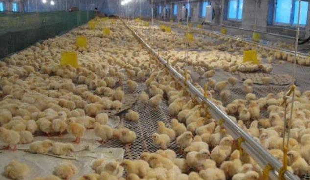 联合国：中国大山里养5亿只鸡，竟引起联合国的关注，如今多国纷纷效仿！