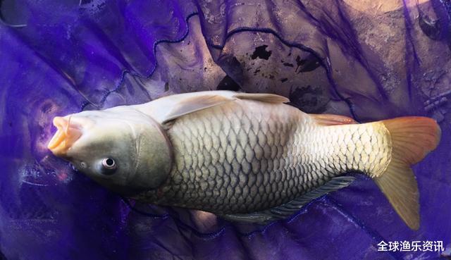 玉米：成本只需几块钱，却秒杀任何通杀窝料，谁用谁体会爆护的感觉！